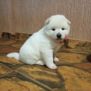Akita Inu Macho Blanco