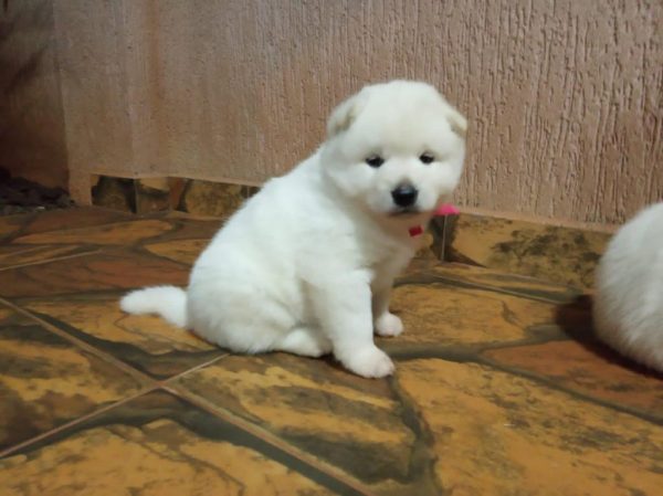 Akita Inu Macho Blanco