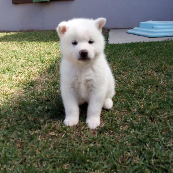Akita Inu Macho Blanco - Imagen 2