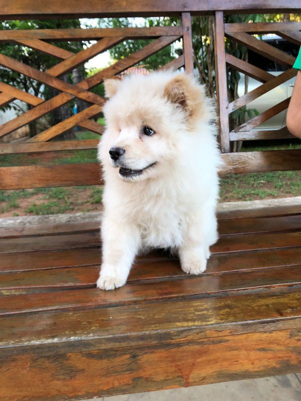 Chow Chow crema machos y hembras