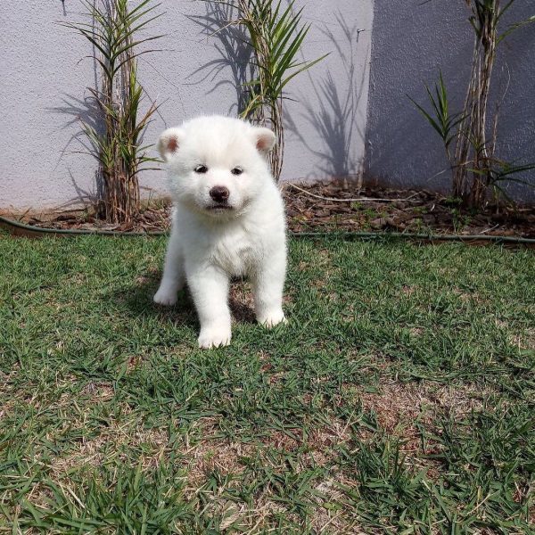 Akita Inu Macho Blanco - Imagen 3