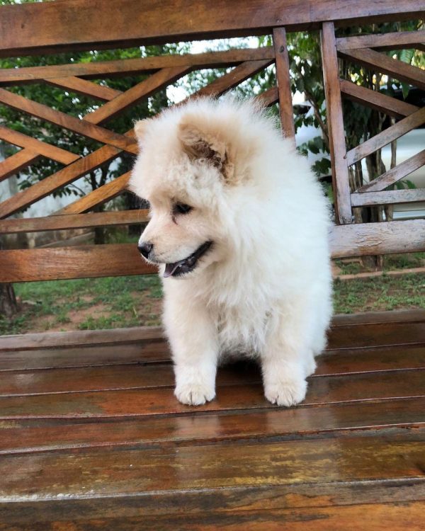 Chow Chow crema machos y hembras - Imagen 2