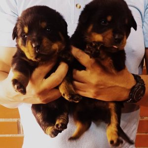 Rottweiler