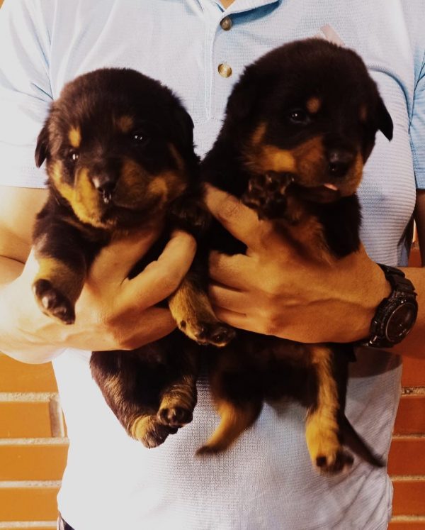 Rottweiler