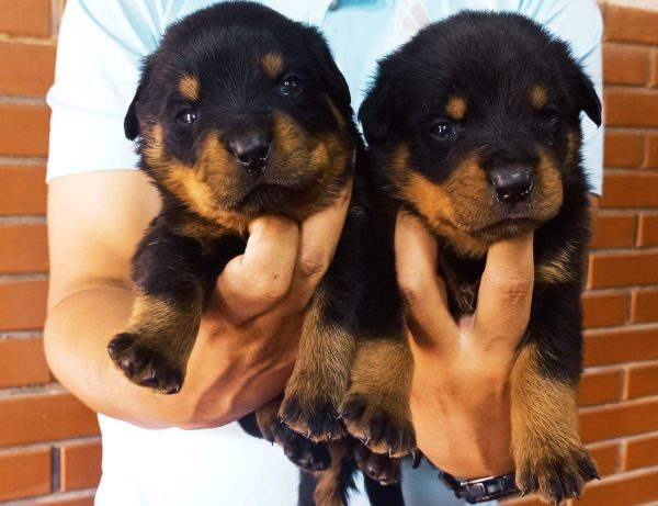 Rottweiler - Imagen 2