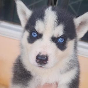 Husky Siberiano