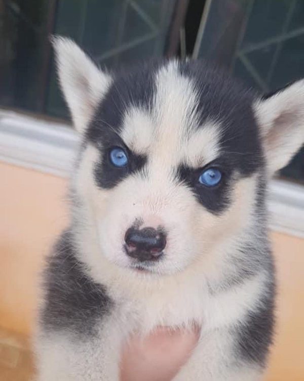 Husky Siberiano