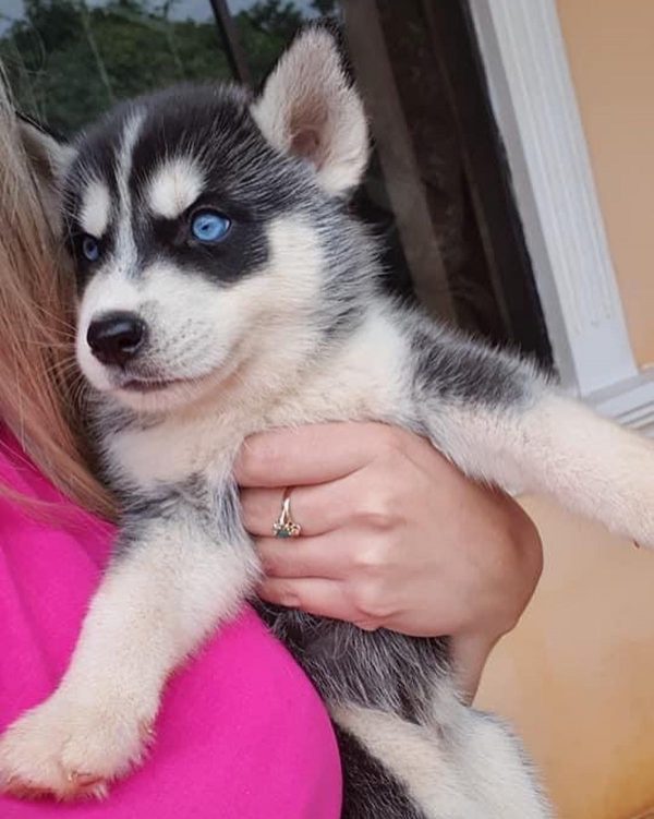 Husky Siberiano - Imagen 2