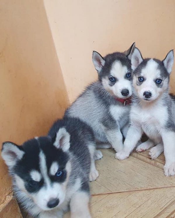 Husky Siberiano - Imagen 3