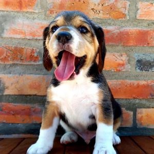 Beagle