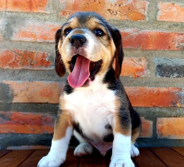 Beagle