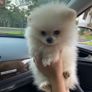 Lulú de Pomerania Macho Blanco