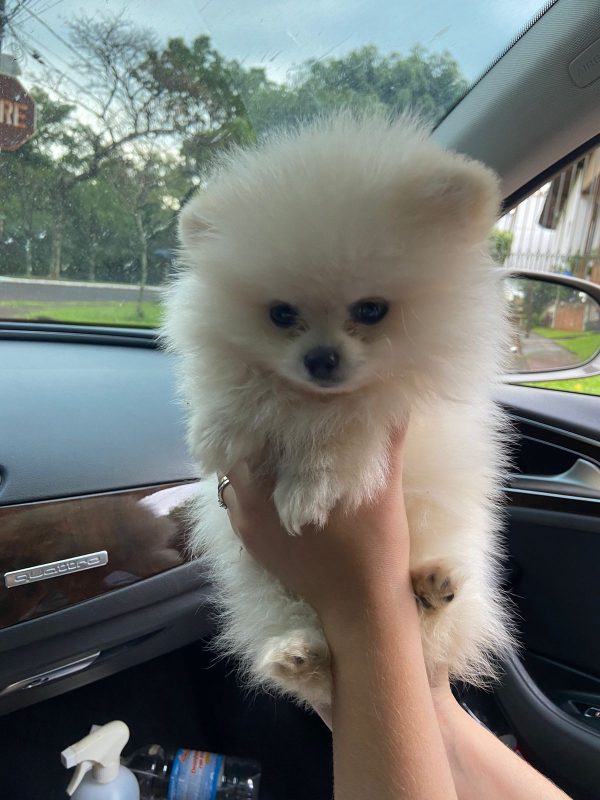 Lulú de Pomerania Macho Blanco