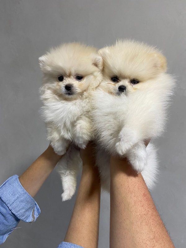 Lulú de Pomerania Macho Blanco - Imagen 2