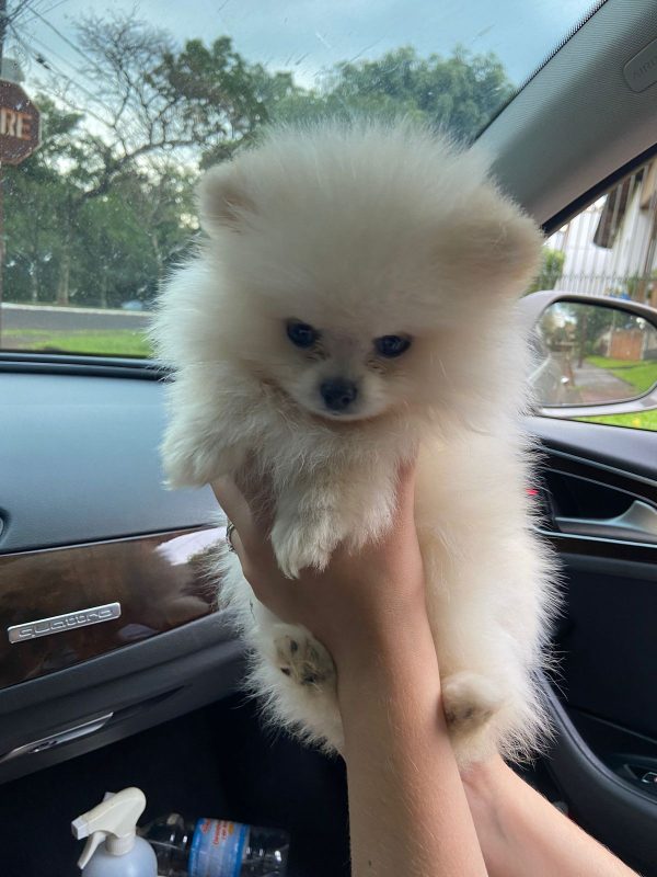 Lulú de Pomerania Macho Blanco - Imagen 3