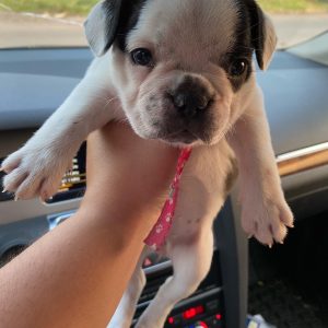 Bulldog francés vaquita hembra