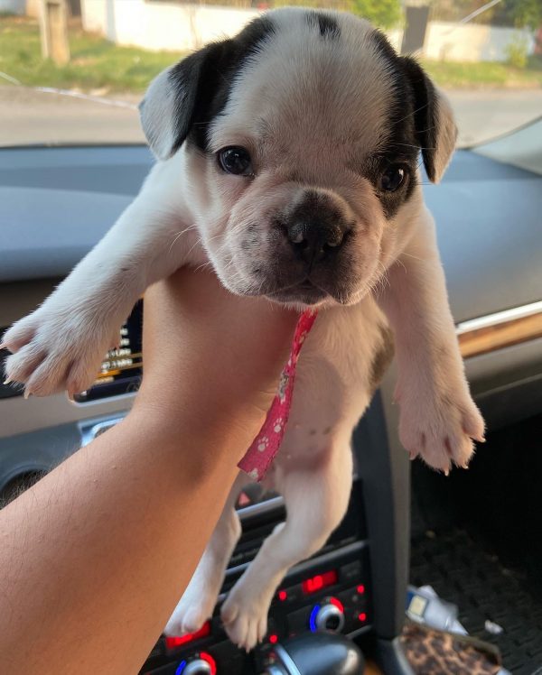 Bulldog francés vaquita hembra