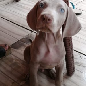 Weimaraner macho y hembra