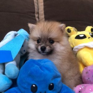 Lulu de pomerania