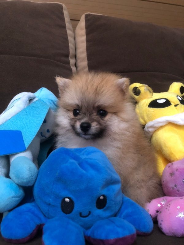 Lulu de pomerania