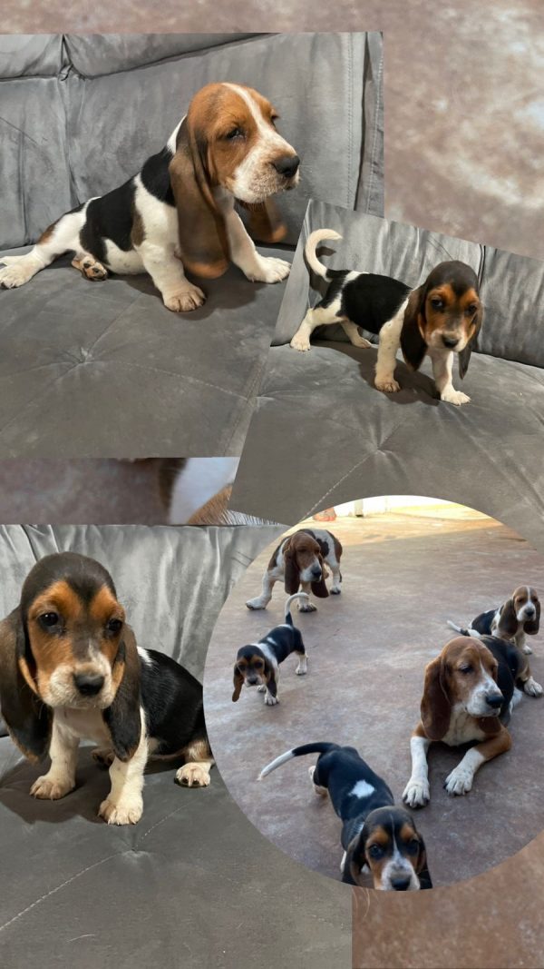 Basset Hound machos y hembras - Imagen 3