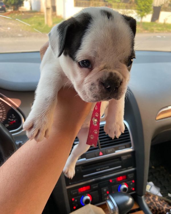 Bulldog francés vaquita hembra - Imagen 2