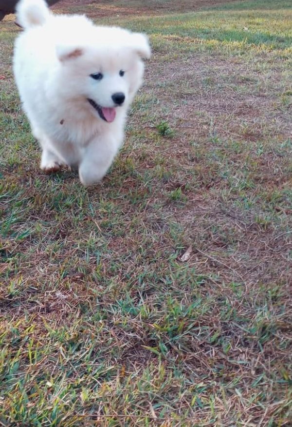Samoyedo - Imagen 3