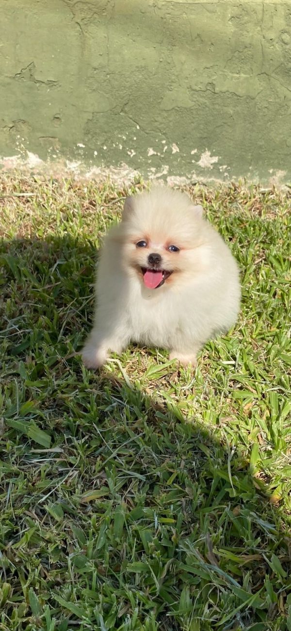 Lulu de Pomerania - Imagen 2