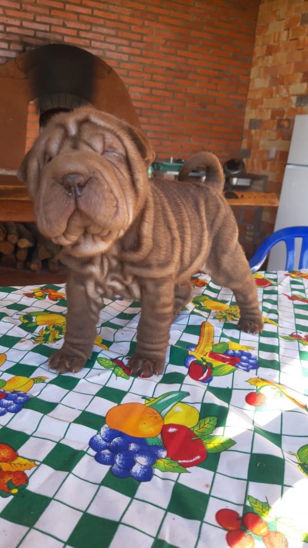 Sharpei hembras y machos - Imagen 2