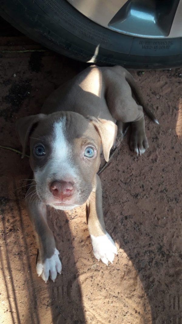 Pitbull - Imagen 3