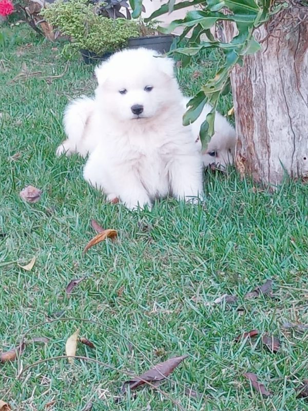 Samoyedo