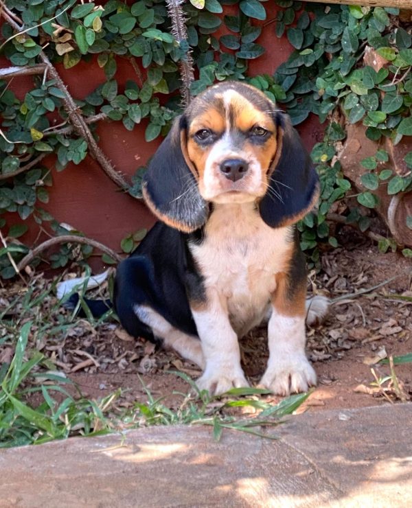 BEAGLE MACHOS/HEMBRAS - Imagen 3