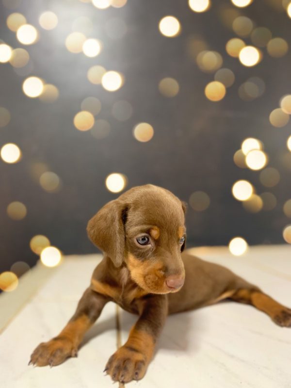 TECKEL chocolate - Imagen 3