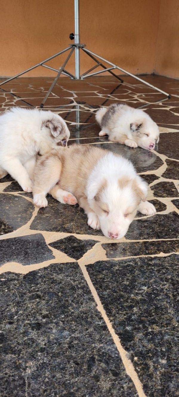Border Collie Merle/ Negro - Imagen 3
