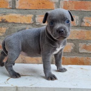 American Bully machos y hembras