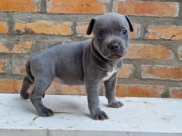American Bully machos y hembras