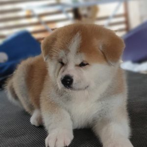 Shiba inu machos y hembras