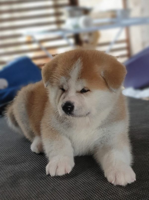 Shiba inu machos y hembras