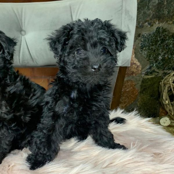 Caniche toy negro macho y hembra - Imagen 3