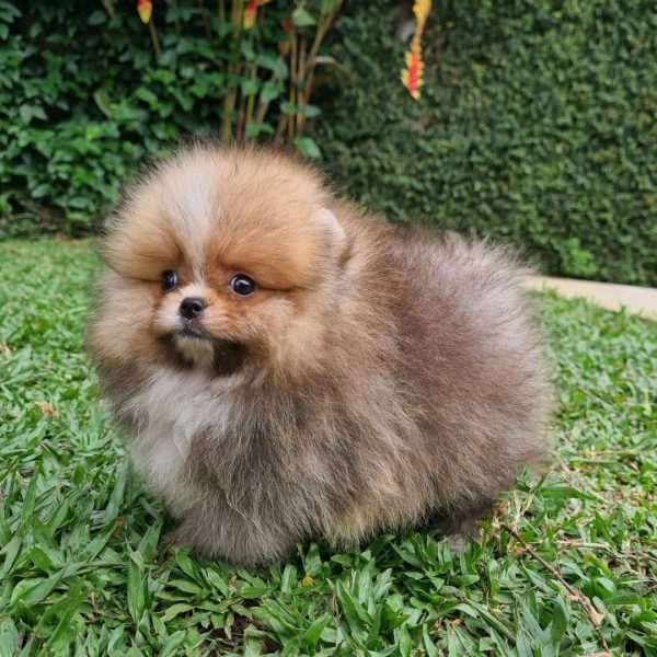 Lulú de pomerania macho - Imagen 2