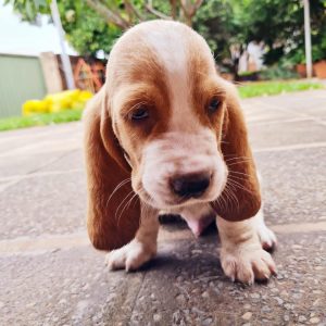 Basset Hound machos y hembras