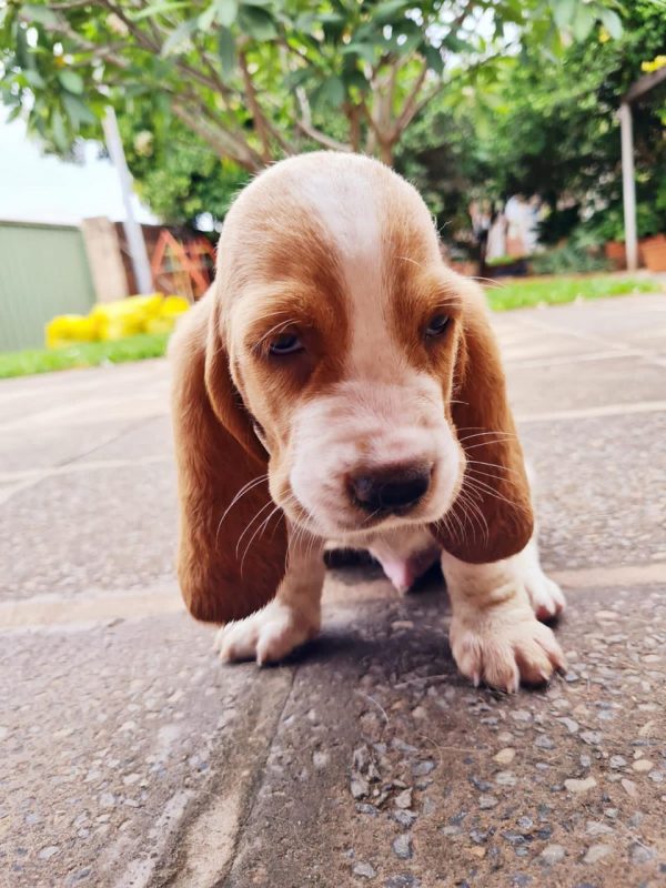 Basset Hound machos y hembras