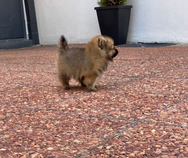 Lulú de pomerania macho - Imagen 2
