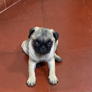 Pug Carlino machos y hembras