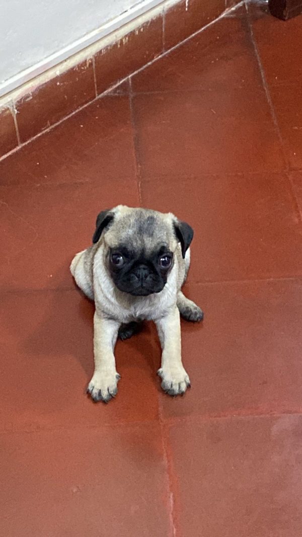 Pug Carlino machos y hembras