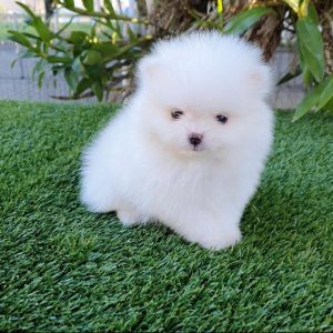 Lulú de pomerania mini