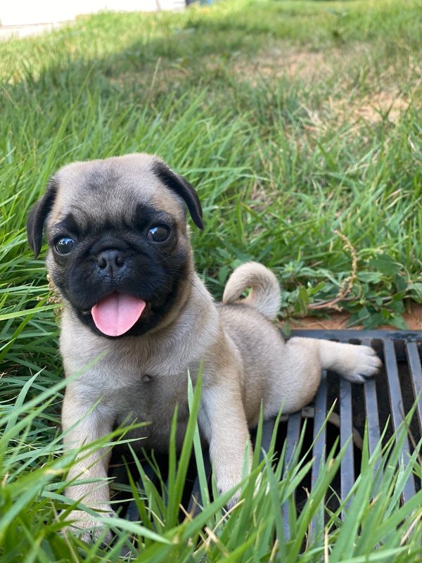 Pug - Imagen 2