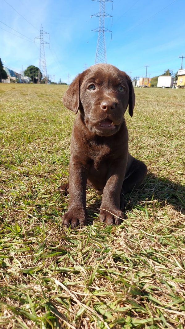 Labrador machos y hembras - Imagen 3