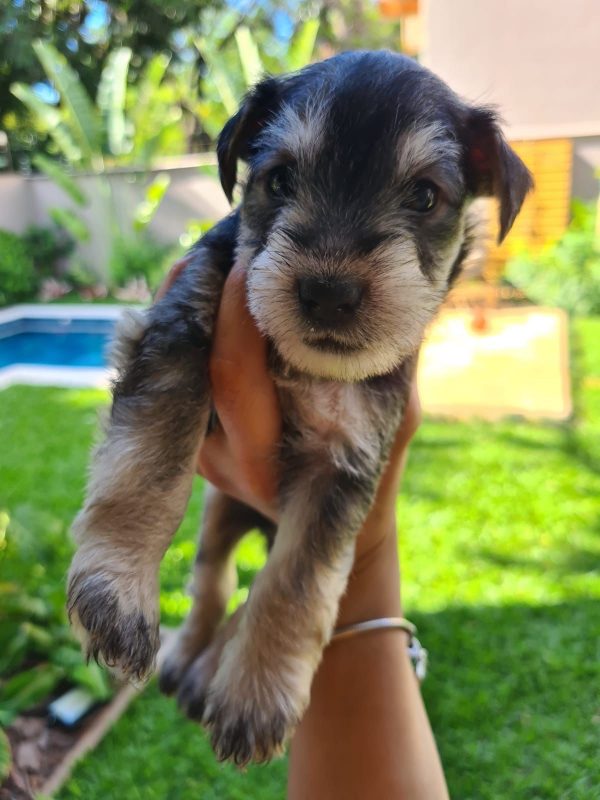 Schnauzer machos y hembras