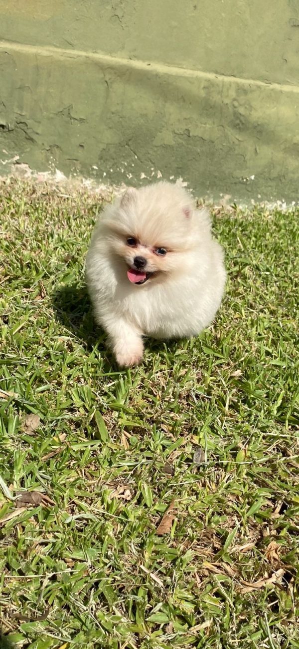 Lulu de Pomerania - Imagen 3